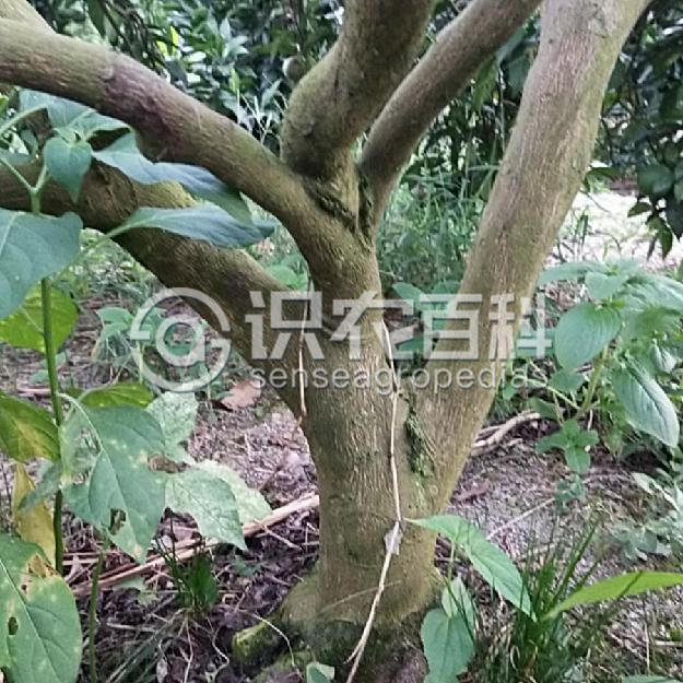 柑橘枝干