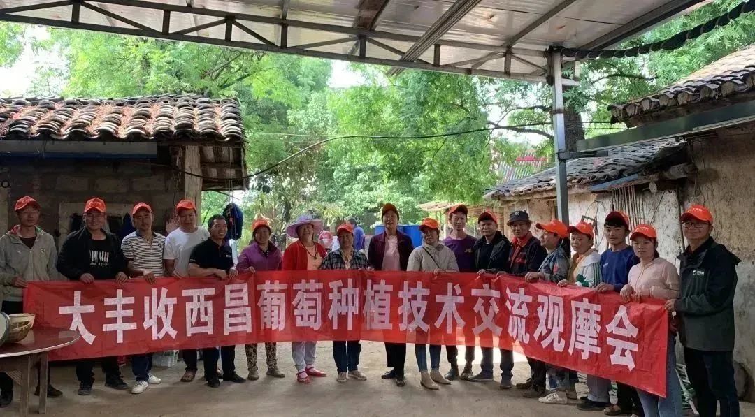 【西昌】大丰收克伦生促早技术系列课程观摩会成功举办