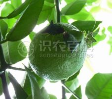 長(cháng)吻蝽