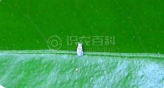 马氏粉虱