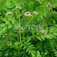 弹裂碎米荠