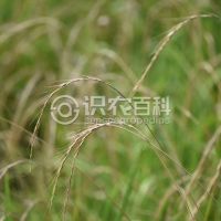 纤毛鹅观草(cǎo)