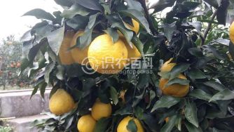 媛小(xiǎo)春