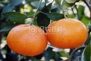 明日见