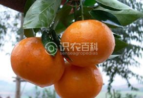 沃柑
