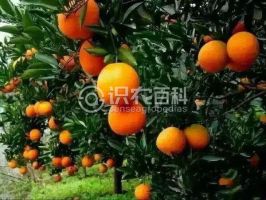 纽荷尔脐橙