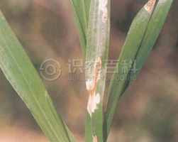 小(xiǎo)麦叶枯病