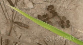 水稻缺硫