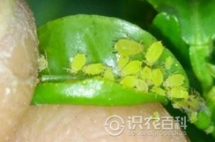蚜虫科(kē)
