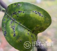 黑点蚧