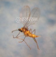 杧小(xiǎo)果普瘿蚊