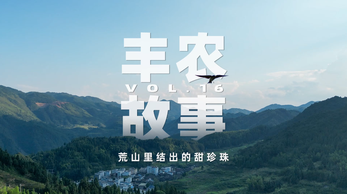 丰农故事VOL.16 荒山(shān)里结出的甜珍珠
