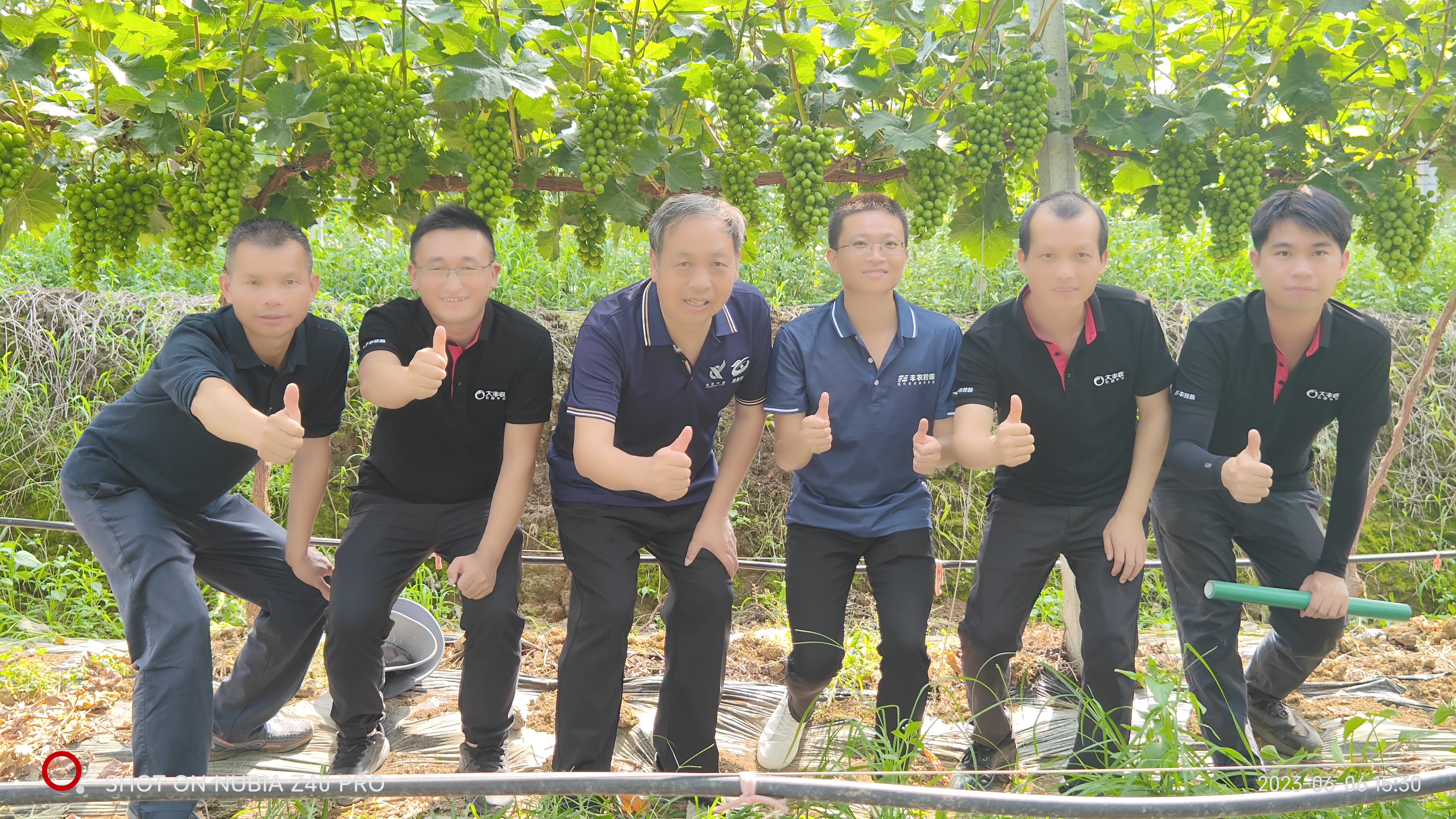 效益翻4倍！托管超预期！大丰收葡萄托管基地中期验收喜报捷传