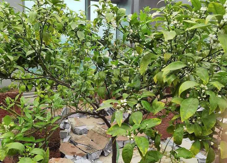 试验示范|沃柑果园杂草(cǎo)克星“夺日”效果如何？