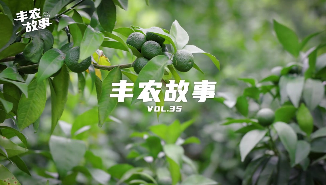 丰农故事VOL.35 沃柑闯出致富路 老司机的阿“柑”正传