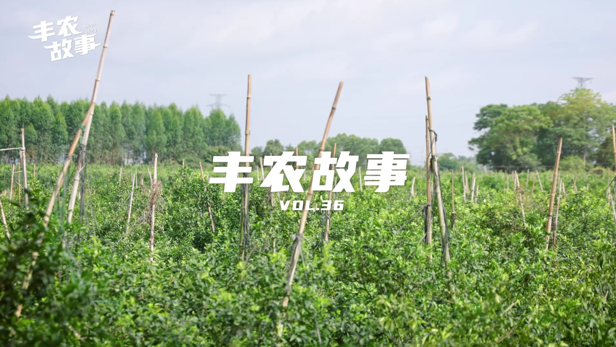 丰农故事VOL.37 橙农南下种沃柑 转型收获致富果