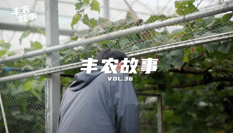 丰农故事VOL.36 藤蔓蔓变钱串串 把脉甜蜜产业新(xīn)方向