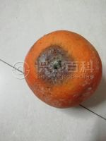 柑橘褐色蒂腐病