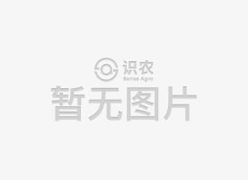 海三棱藨草(cǎo)