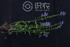 半枝莲