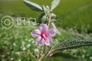 地桃花(huā)
