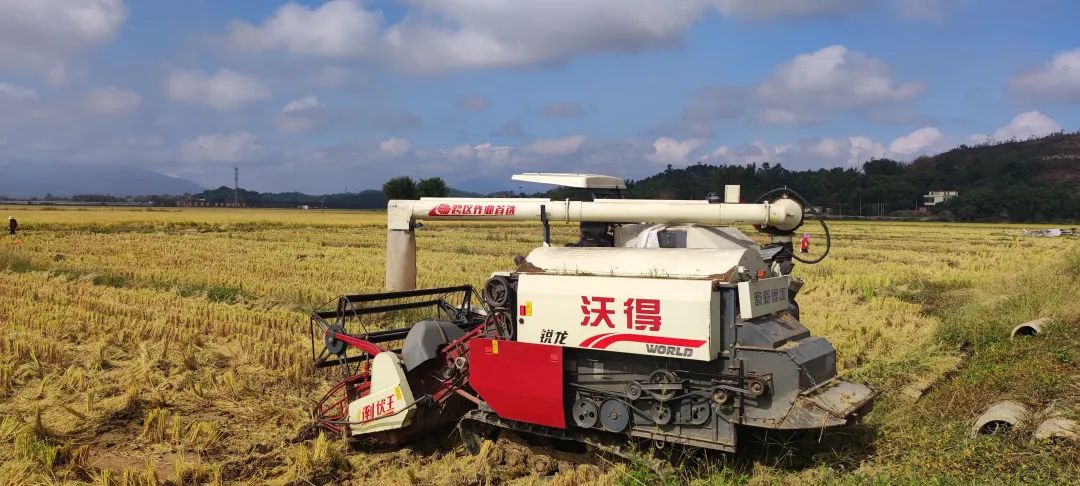 稻谷黄，收割忙！飞来峡托管基地的水稻丰收啦！