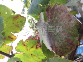 葡萄缺磷