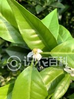 柑橘花(huā)