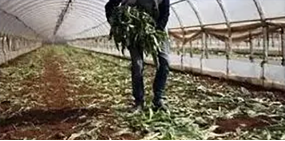 规划失误，亏损严重