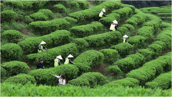 清遠(yuǎn)方案